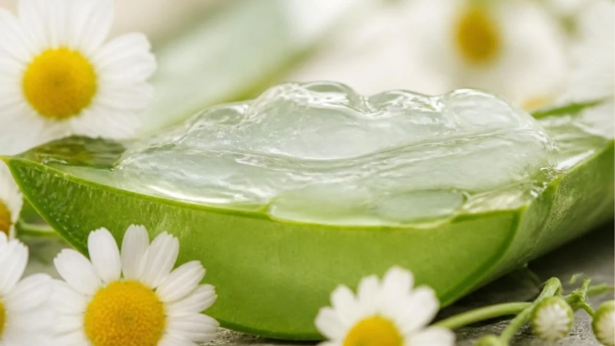 Gel d'aloe vera sur une feuille fraîche entourée de fleurs de camomille pour apaiser un cuir chevelu irrité